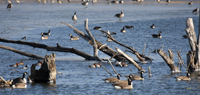 Redhead Ducks and company